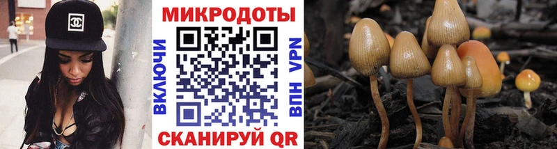 купить   Краснозаводск  Псилоцибиновые грибы Cubensis 
